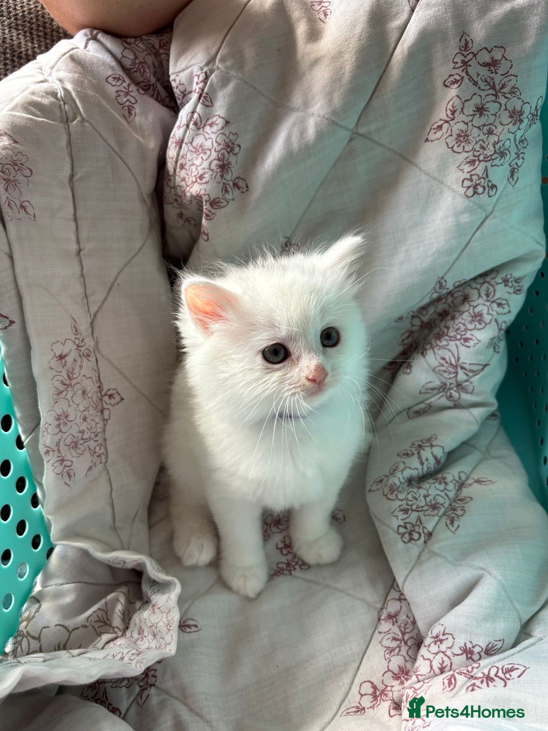 Ragdoll cats for sale: Ragdoll mix kittens  - Image 9