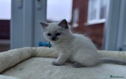 Ragdoll cats for sale: **Gorgeous Ragdolls**  - Advert 5