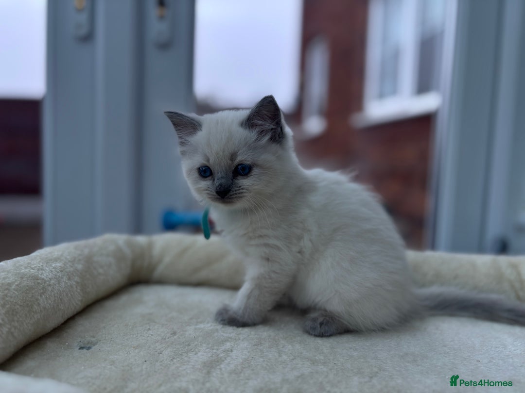 Ragdoll cats for sale: **Gorgeous Ragdolls**  - Advert 5