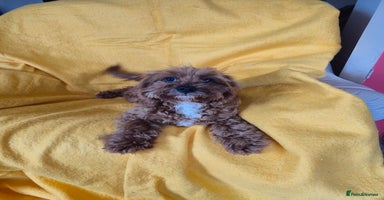 Cavapoo dogs - Advert 12