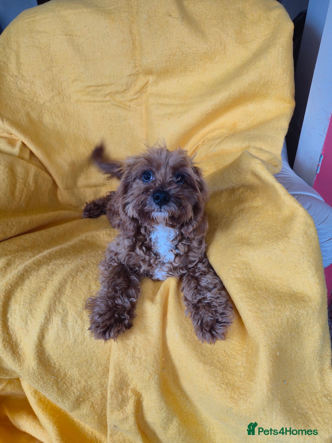 Cavapoo dogs for sale: Junior Cavapoo boy  - Image 3