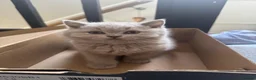 British Shorthair cats for sale: Beautiful Lilac British Shorthaired Kittens - Advert 9