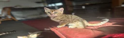 Bengal cats for sale: Bengal kittens  - Advert 9