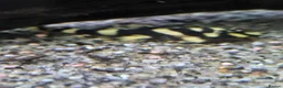 Other/Mixed Breed fish for sale: VARIOUS FRESHWATER FISH AND DRY GOODS  - Advert 3