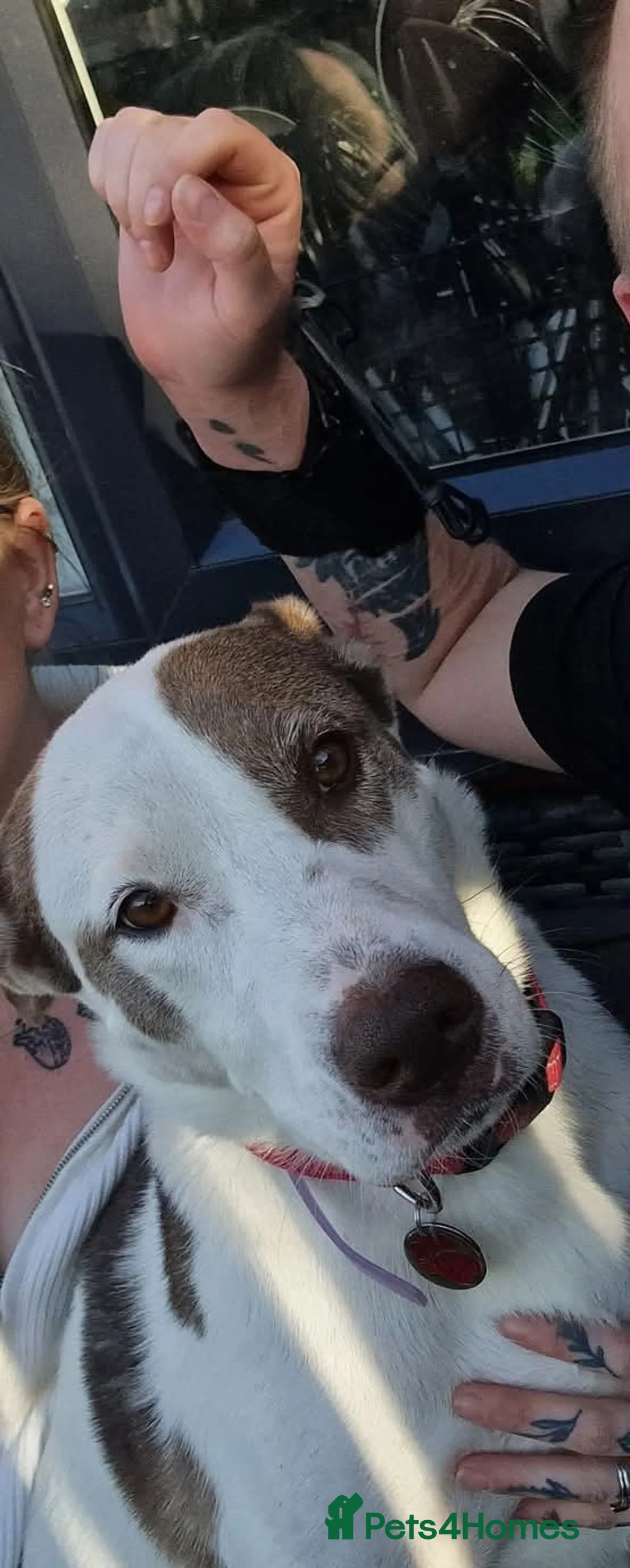 Mixed Breed dogs for sale: Having to urgently re-home  - Advert 3