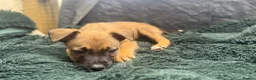 Mixed Breed dogs for sale: German Shepherd mix puppies  in Swansea - Advert 20