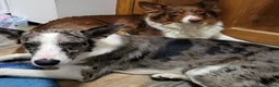 Border Collie dogs for sale: 3 boys, 1 girl in Wellingborough - Advert 13
