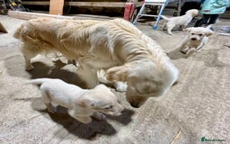 Labrador Retriever dogs for sale: Labrador Retriever Pups Ready for Forever Homes - Image 9