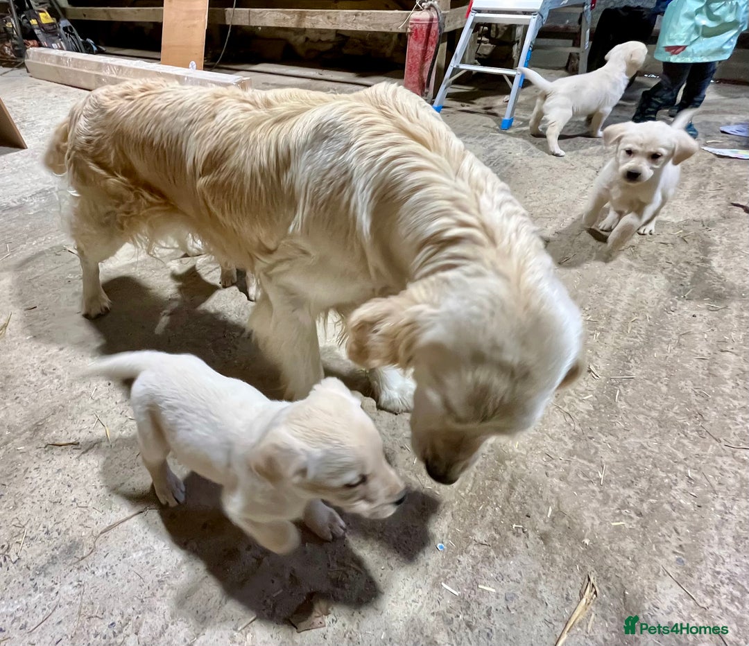 Labrador Retriever dogs for sale: Labrador Retriever Pups Ready for Forever Homes - Image 9