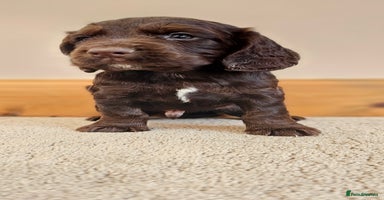Cocker Spaniel dogs - Advert 10