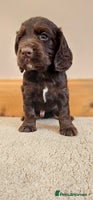 Cocker Spaniel dogs - Advert 1