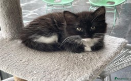 Mixed Breed cats for sale: Bengal x Ragdoll x Tabby kittens ready to go💕 - Image 13