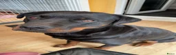 Rottweiler dogs for sale: Beautiful KC Registered Rotweiller Female - Advert 3