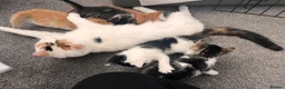 Mixed Breed cats for sale: 3 males, 1 female from loving family home - Advert 31
