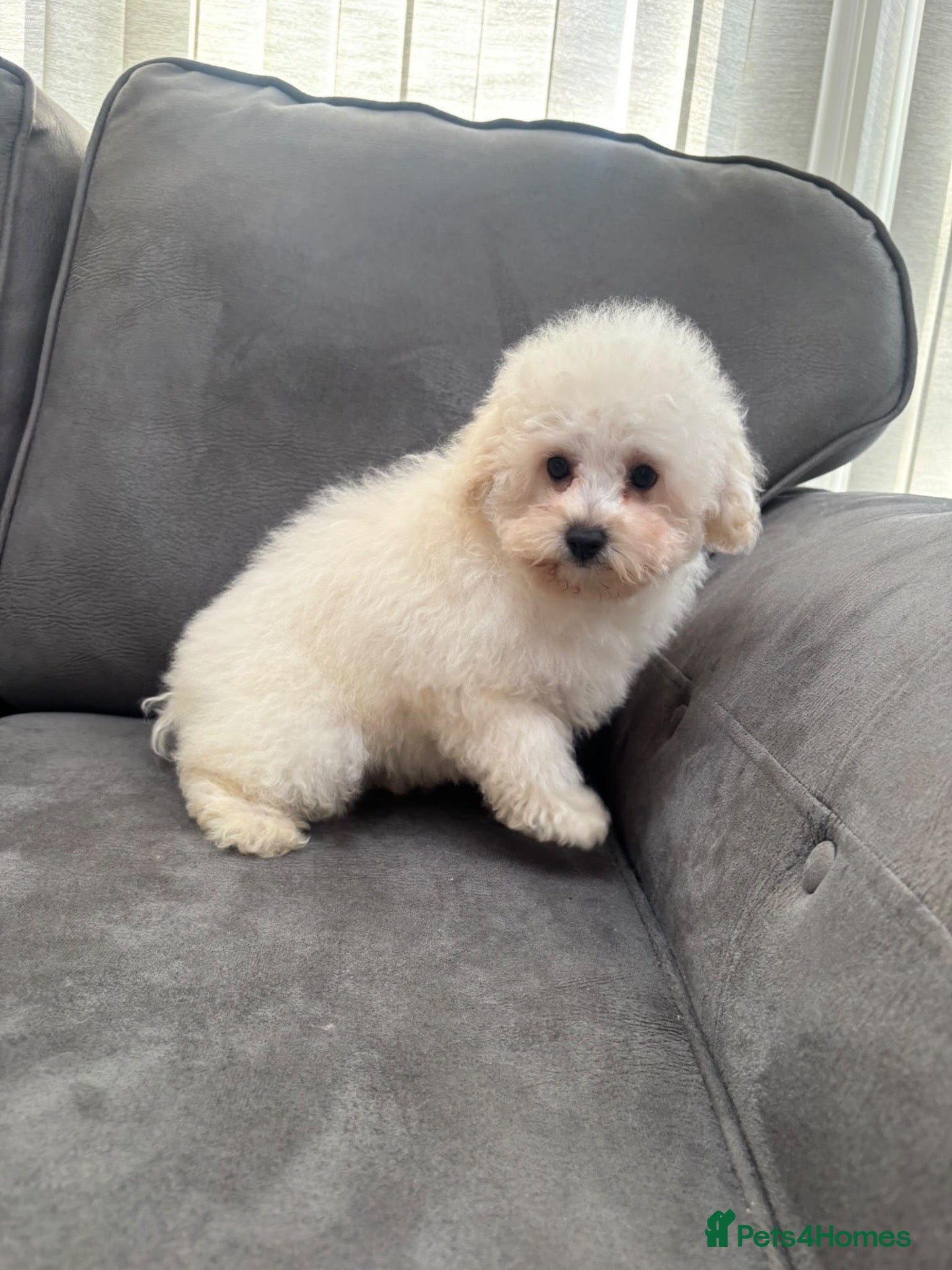Maltipoo dogs for sale: Last girl! Matlipoo - Advert 14
