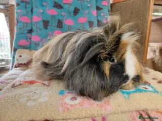Guinea Pig rodents Young Adult Retired Peruvian Sow RTR - Advert 9