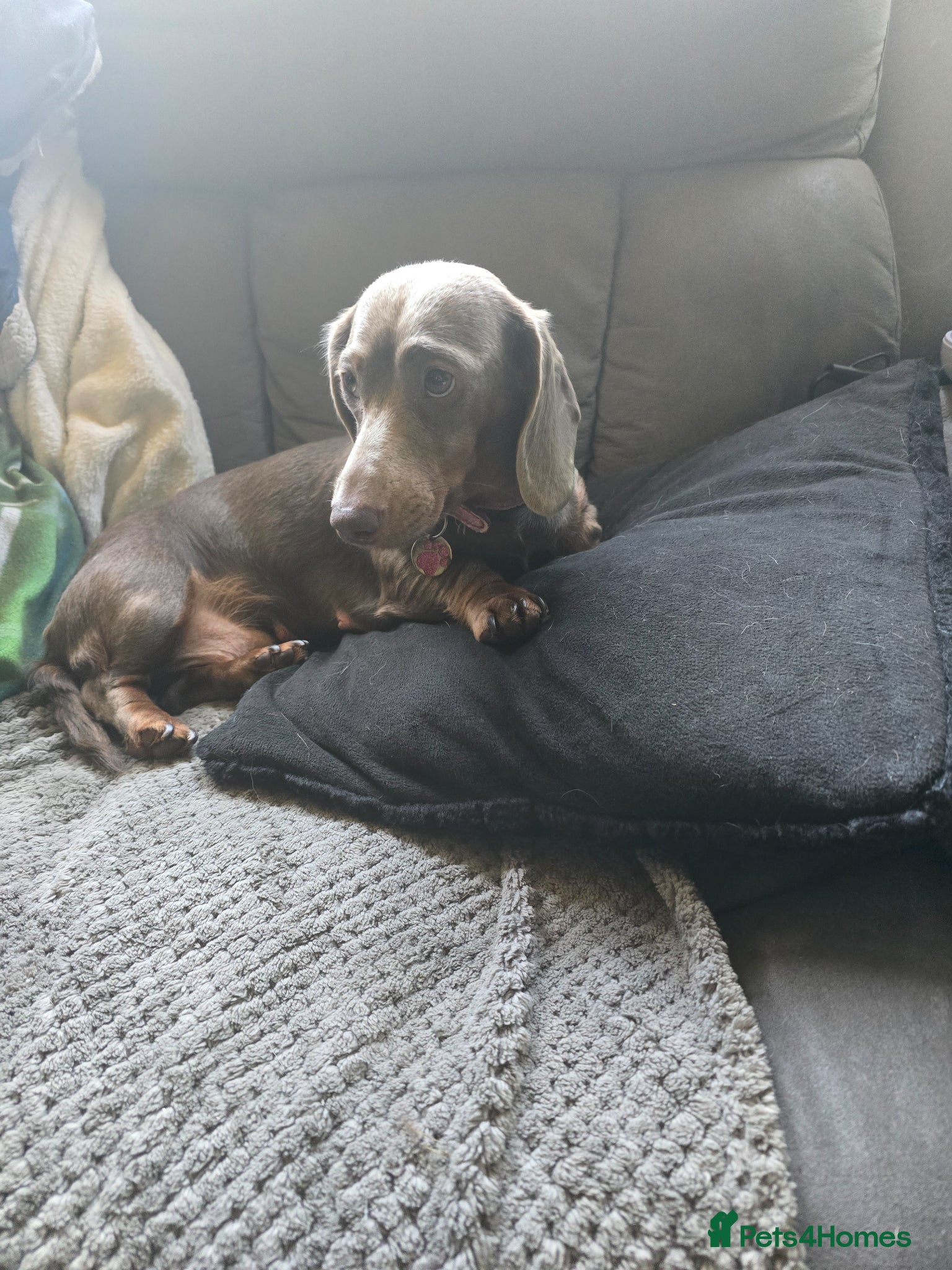 Dachshund dogs Mini dachshund long hair £750 each  - Advert 2