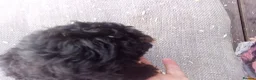 Cockapoo dogs for sale:  cockerpoo licensed breeder  - Advert 4