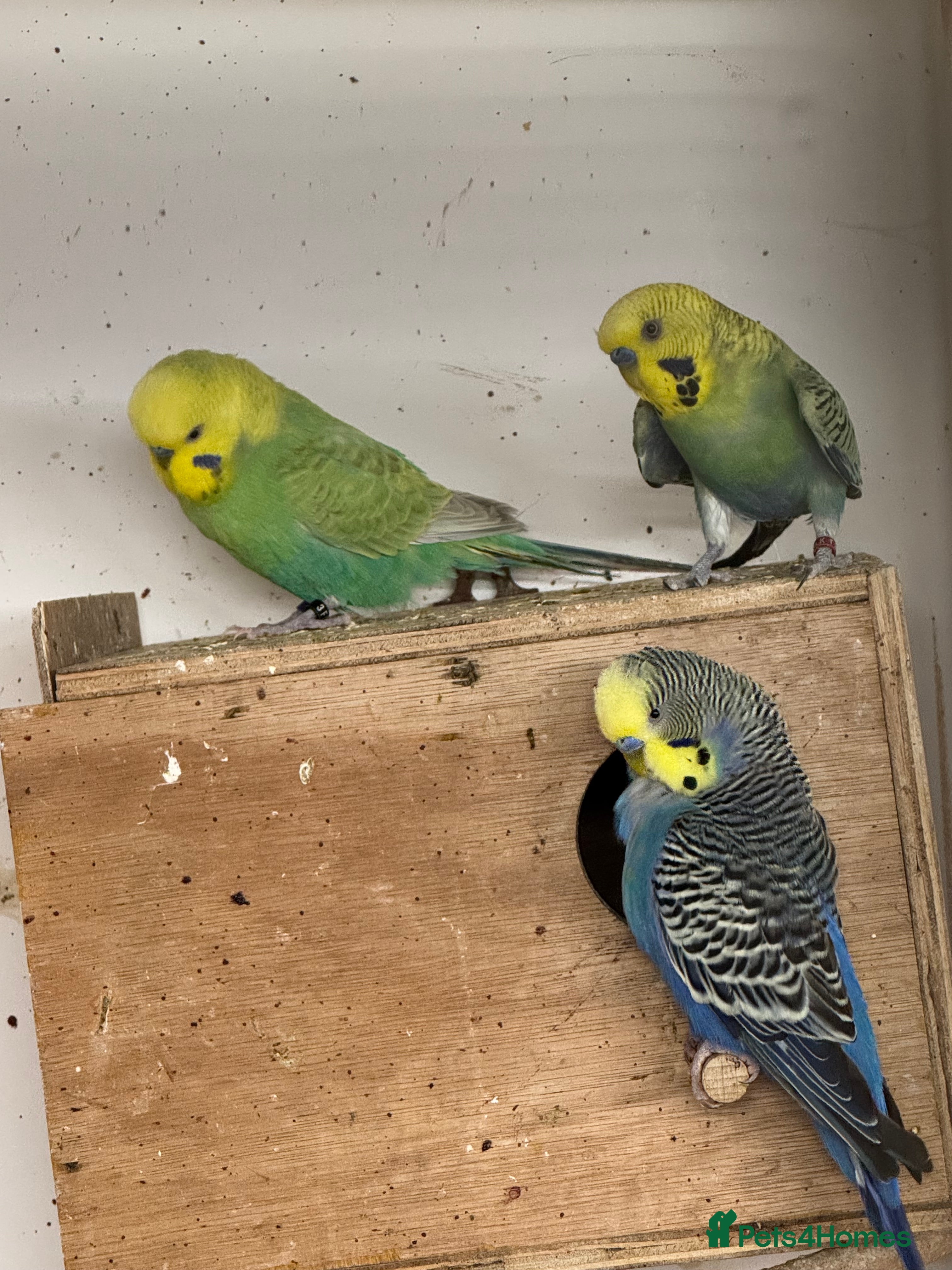 Budgerigars birds Rainbow male budgies  - Advert 1