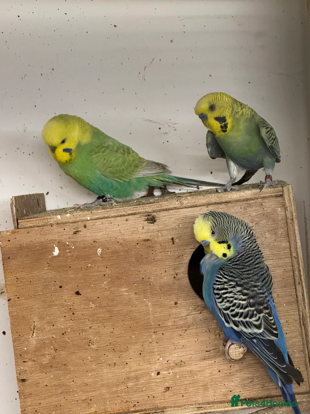 Budgerigars birds for sale: Rainbow male budgies  - Advert 1