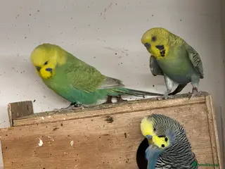 Budgerigars birds Rainbow male budgies - Advert 6