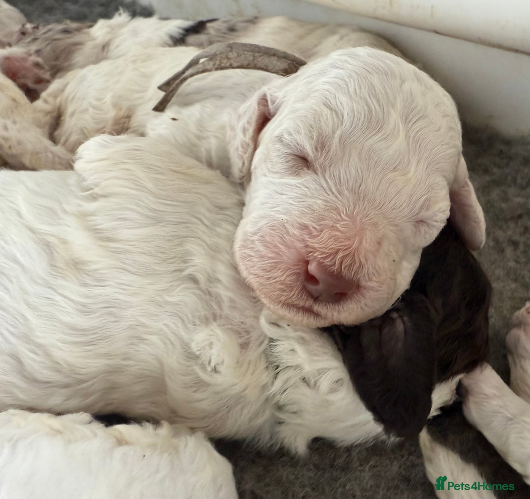 Labradoodle dogs for sale: Therapy breeder 5th gen miniature F1bbbb - Image 16