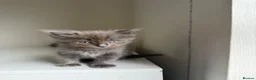 Mixed Breed cats for sale: 2 Gorgeous,Persian x British Shorthair Kittens - Advert 5