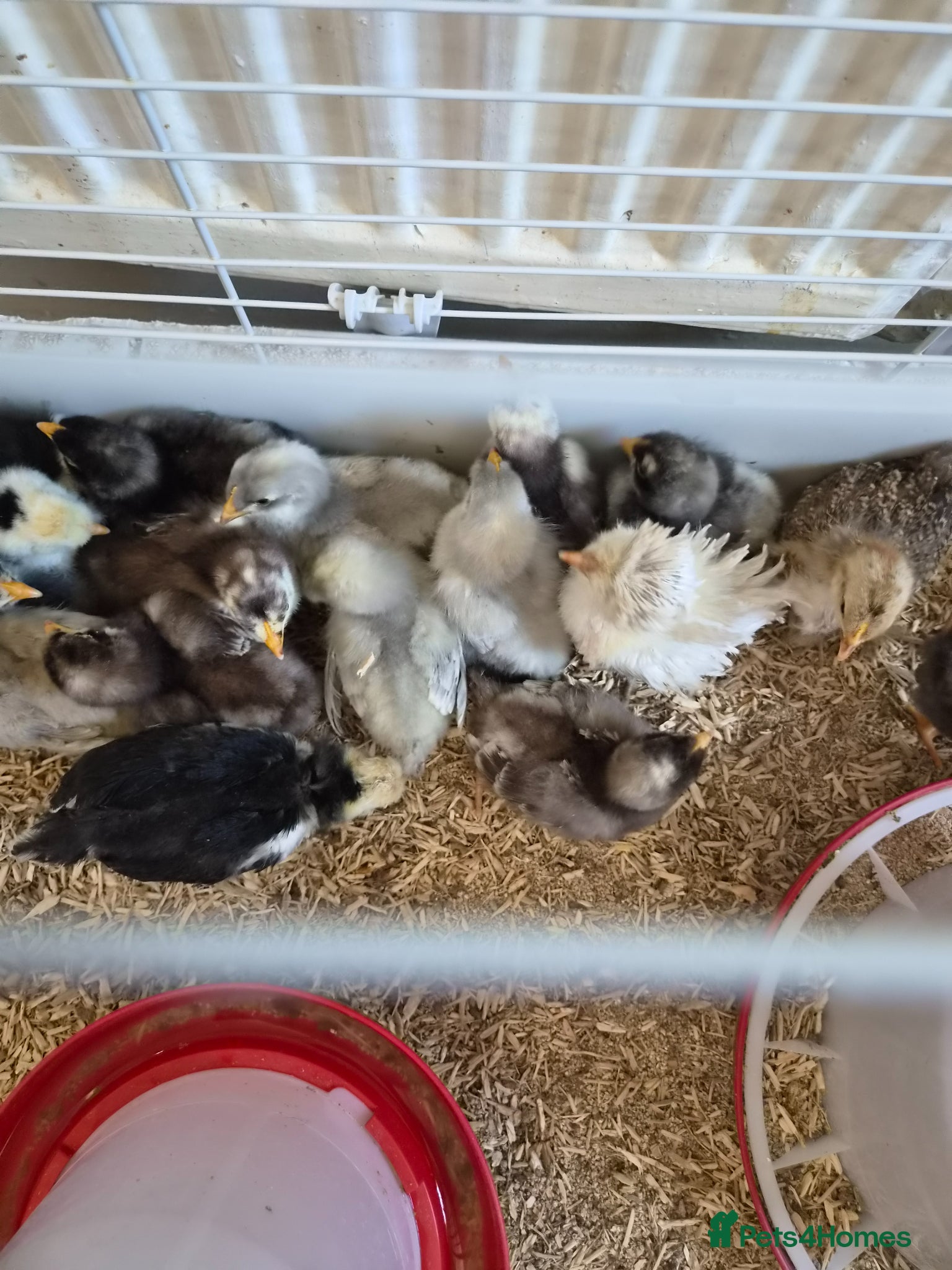 Chickens poultry Beautiful orpington chicks - Advert 1