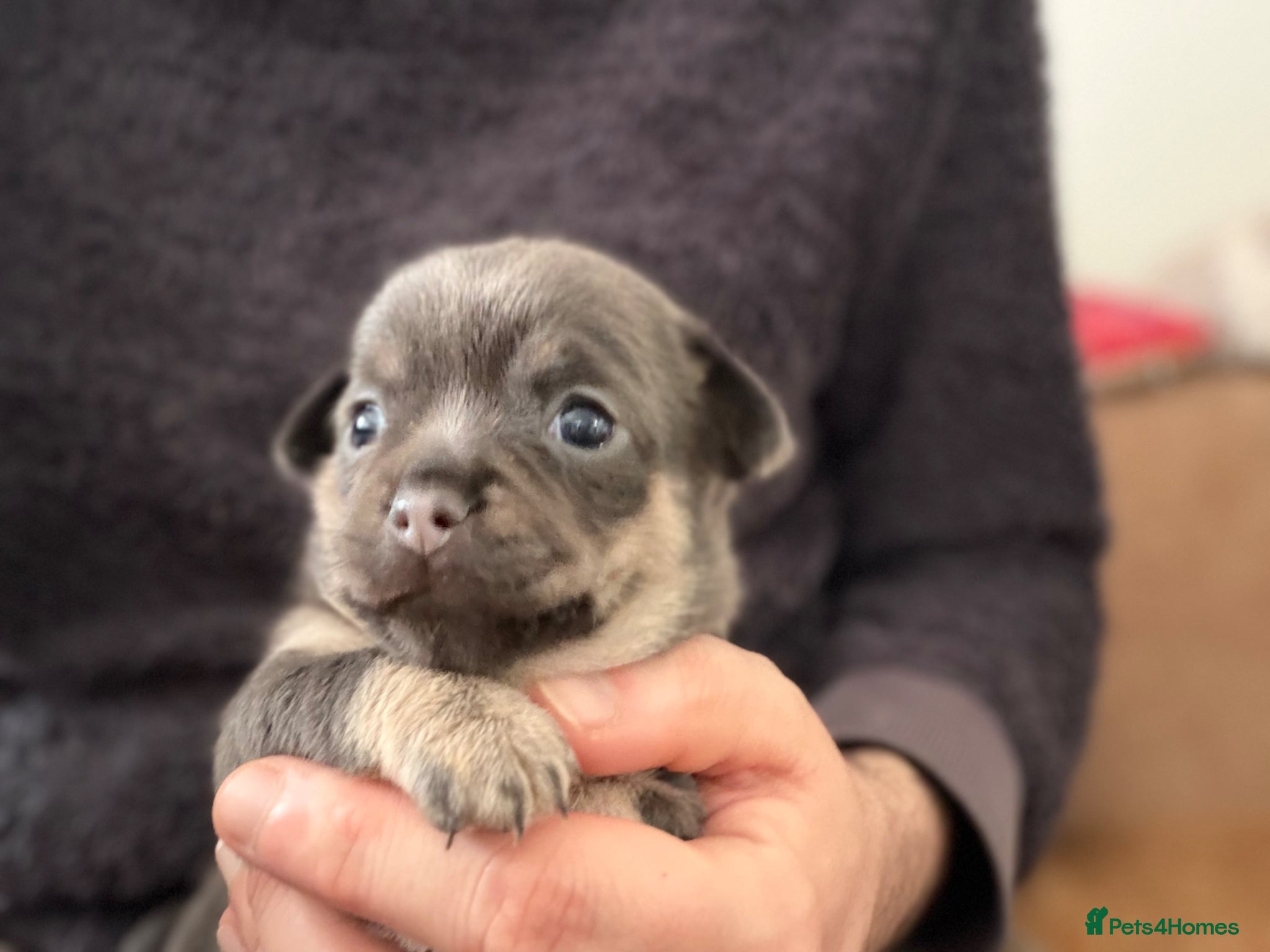 Chihuahua dogs Rate Blue/Tan and Black Chihuahua Puppies - Advert 5