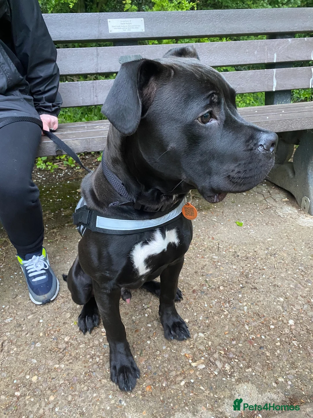 Mixed Breed dogs for sale: Cane corso looking for new home in Nottingham - Advert 3