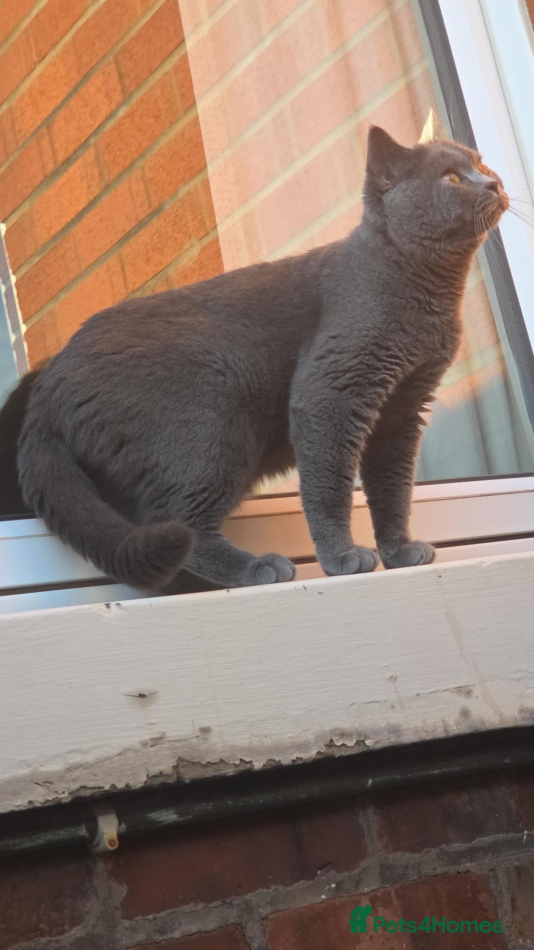 British Shorthair cats FluffyKitten  - Advert 1