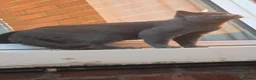 British Shorthair cats for sale: FluffyKitten  - Advert 1