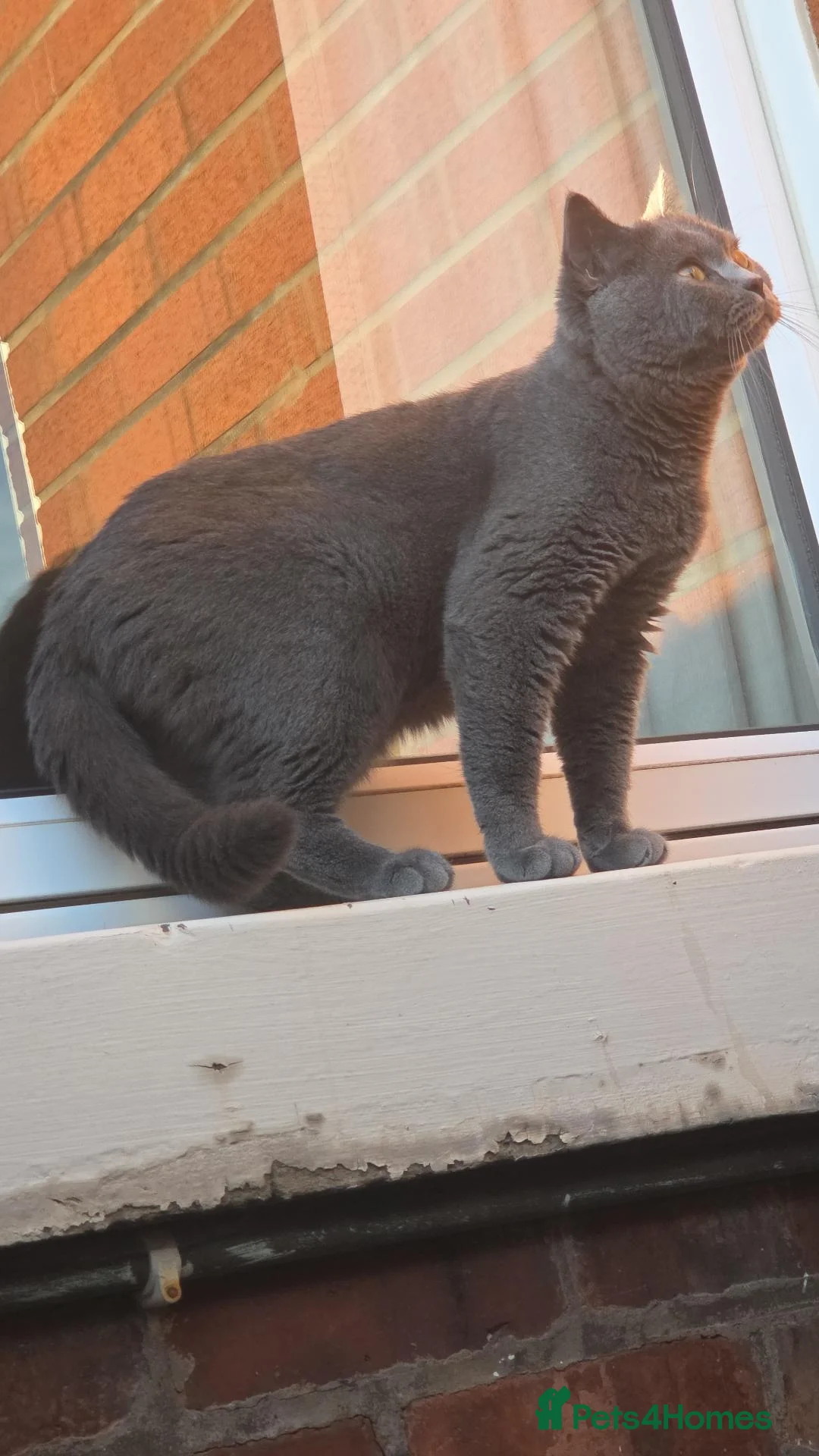 British Shorthair cats for sale: FluffyKitten  - Advert 1