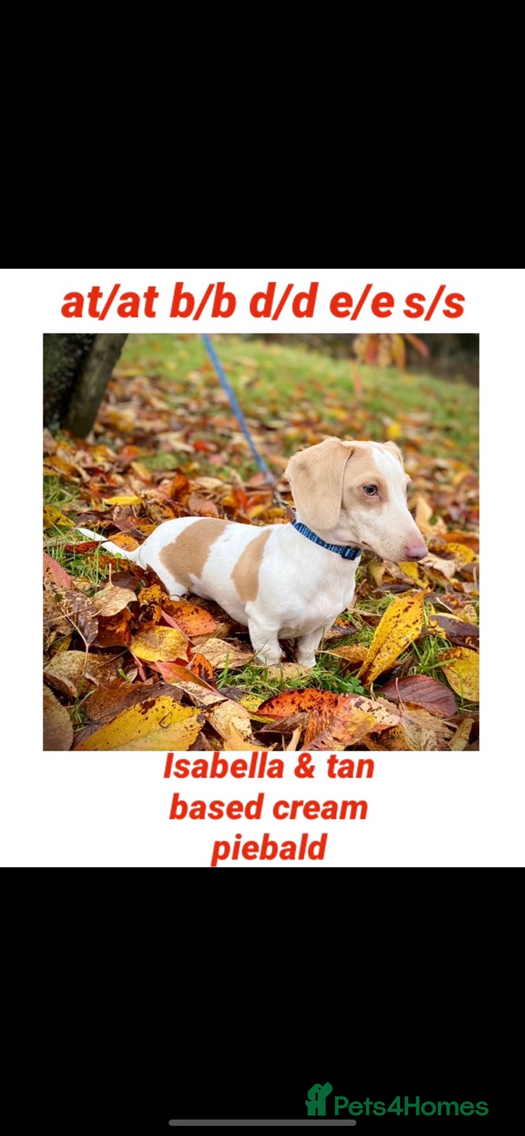 Miniature Dachshund dogs for stud: Tiny miniature dachshund for stud  in Maesteg - Advert 2