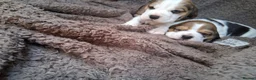 Beagle dogs for sale: Champion Tri-Color Beagles pups! in Doncaster - Advert 14