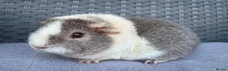 Guinea Pig rodents for sale: Sows mixed ages & breeds - Advert 17