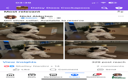 Cockapoo dogs for sale: Cockapoo puppies. Fully DNA tested.  - Image 21