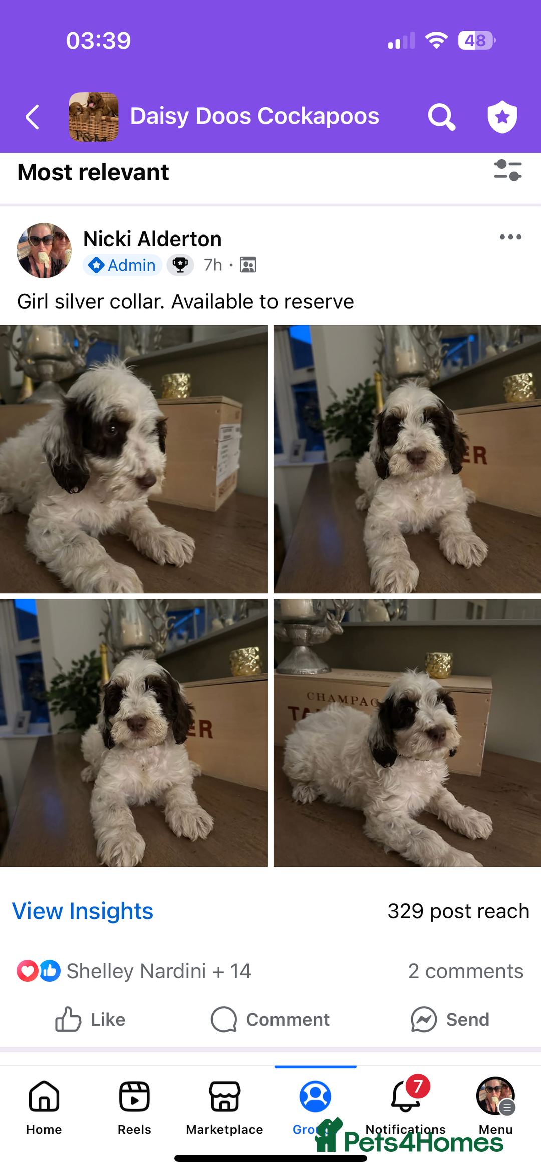 Cockapoo dogs for sale: Cockapoo puppies. Fully DNA tested.  - Image 21