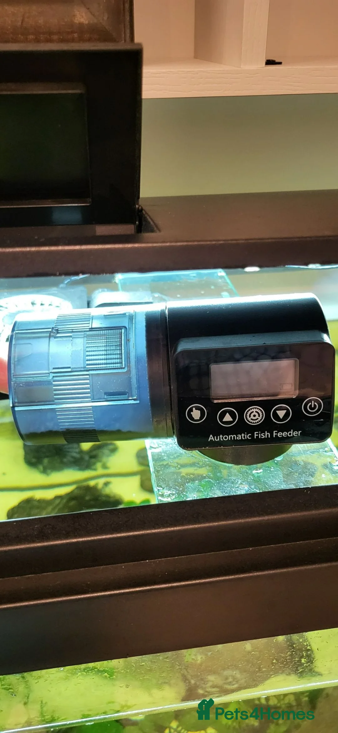 Axolotl reptiles for sale: Axolotls - 2 males and full tank set up in Kilmarnock - Advert 23