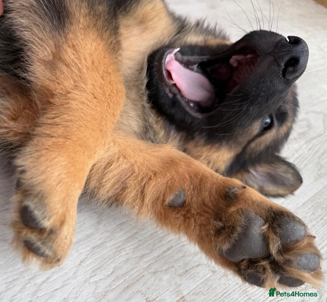 German Shepherd dogs for sale: German Shepherd's gorgeous puppies - Image 5