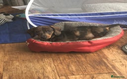 Miniature Dachshund dogs for sale: Stunning coloured dapple dachshund - Image 2