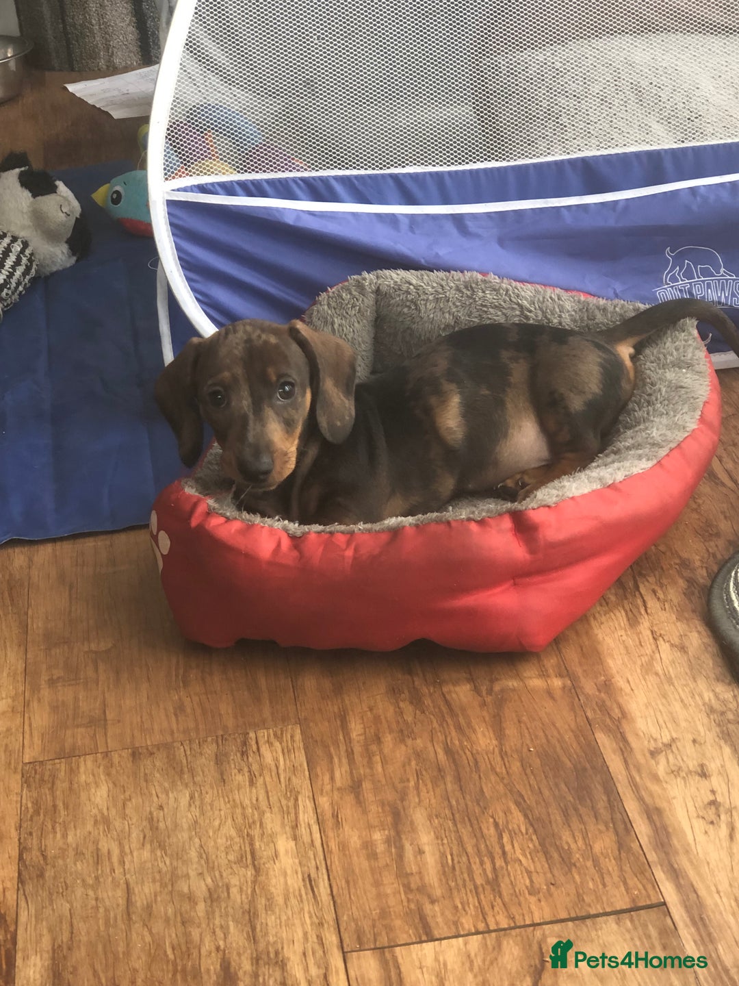 Miniature Dachshund dogs for sale: Stunning coloured dapple dachshund - Image 2