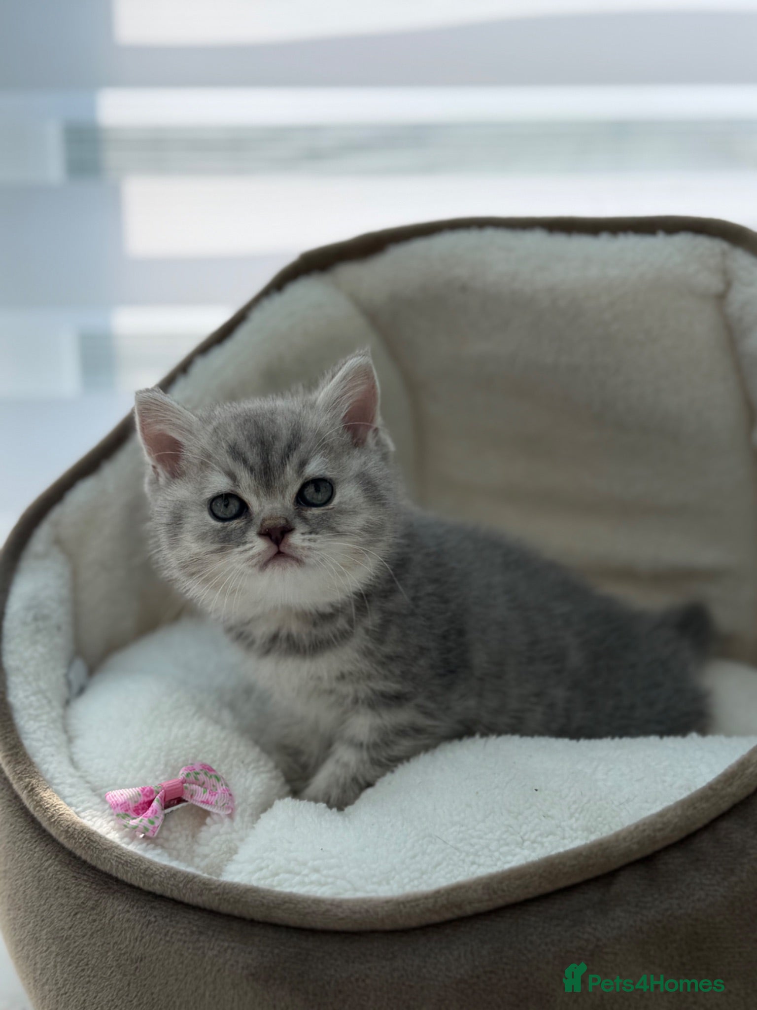 British Shorthair cats British shorthair kittens  - Advert 7