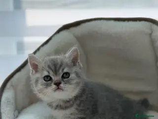 British Shorthair cats British shorthair kittens - Advert 14