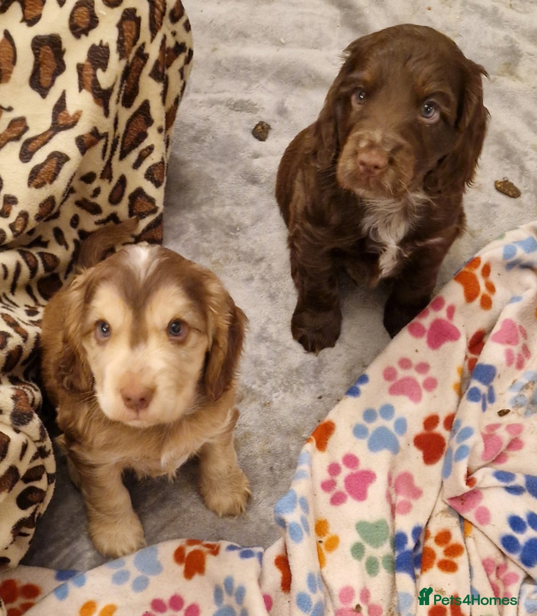 Cocker Spaniel dogs for sale: KC REG CHUNKY GORGEOUS COCKER PUPS - Advert 7