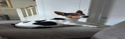 Jack Russell dogs for stud: Jack Russell tri colour stud in Broxbourne - Advert 1