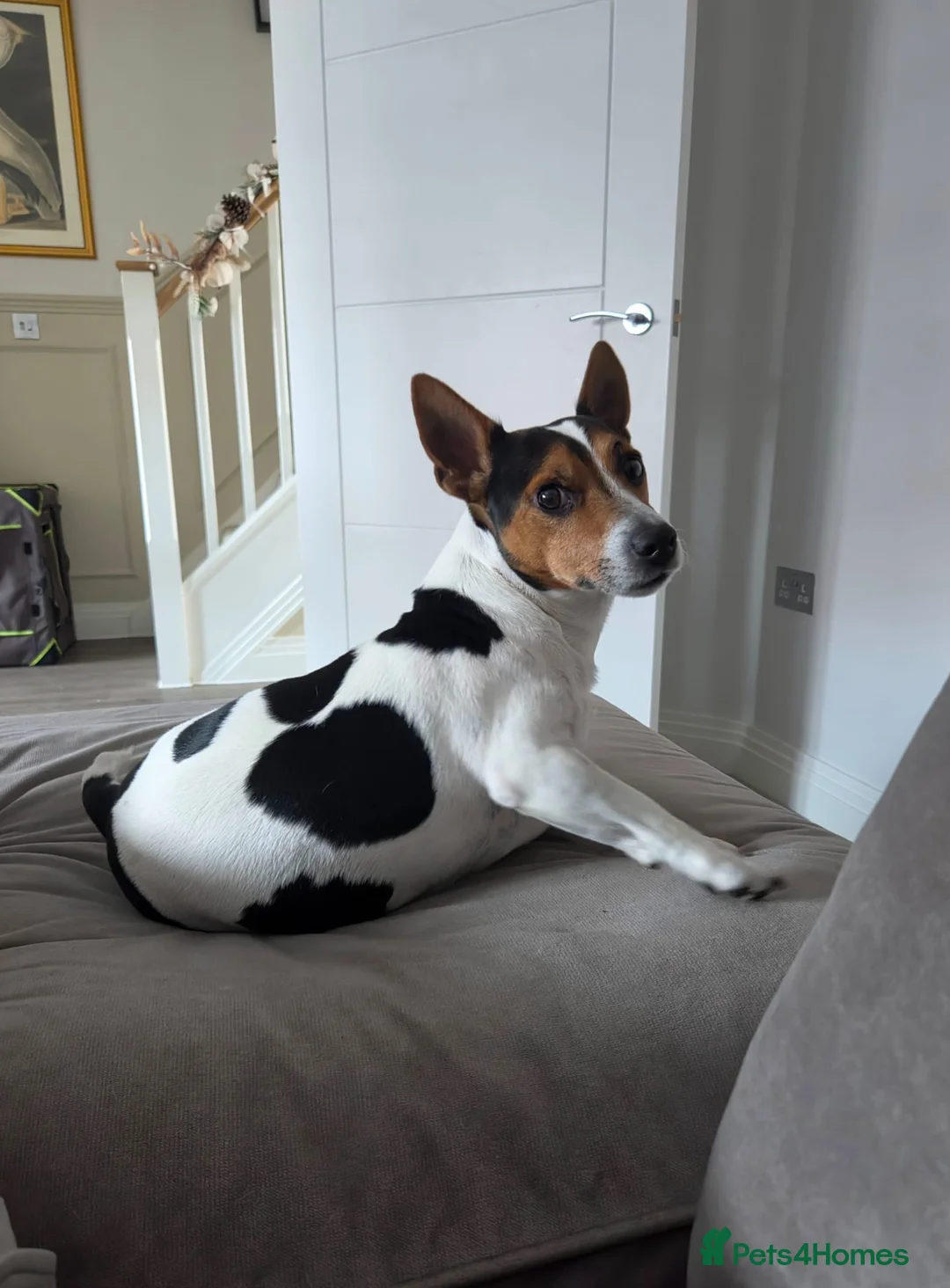 Jack Russell dogs for stud: Jack Russell tri colour stud in Broxbourne - Advert 1