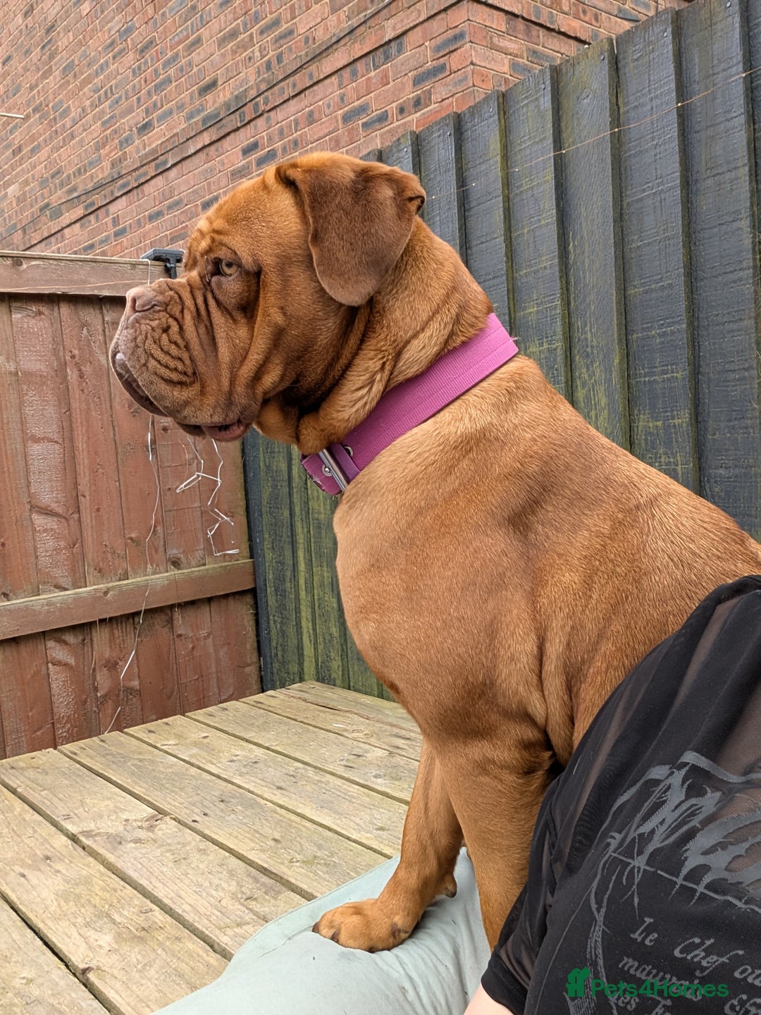 Dogue De Bordeaux dogs for sale: Female dogue de bordeaux  - Advert 5