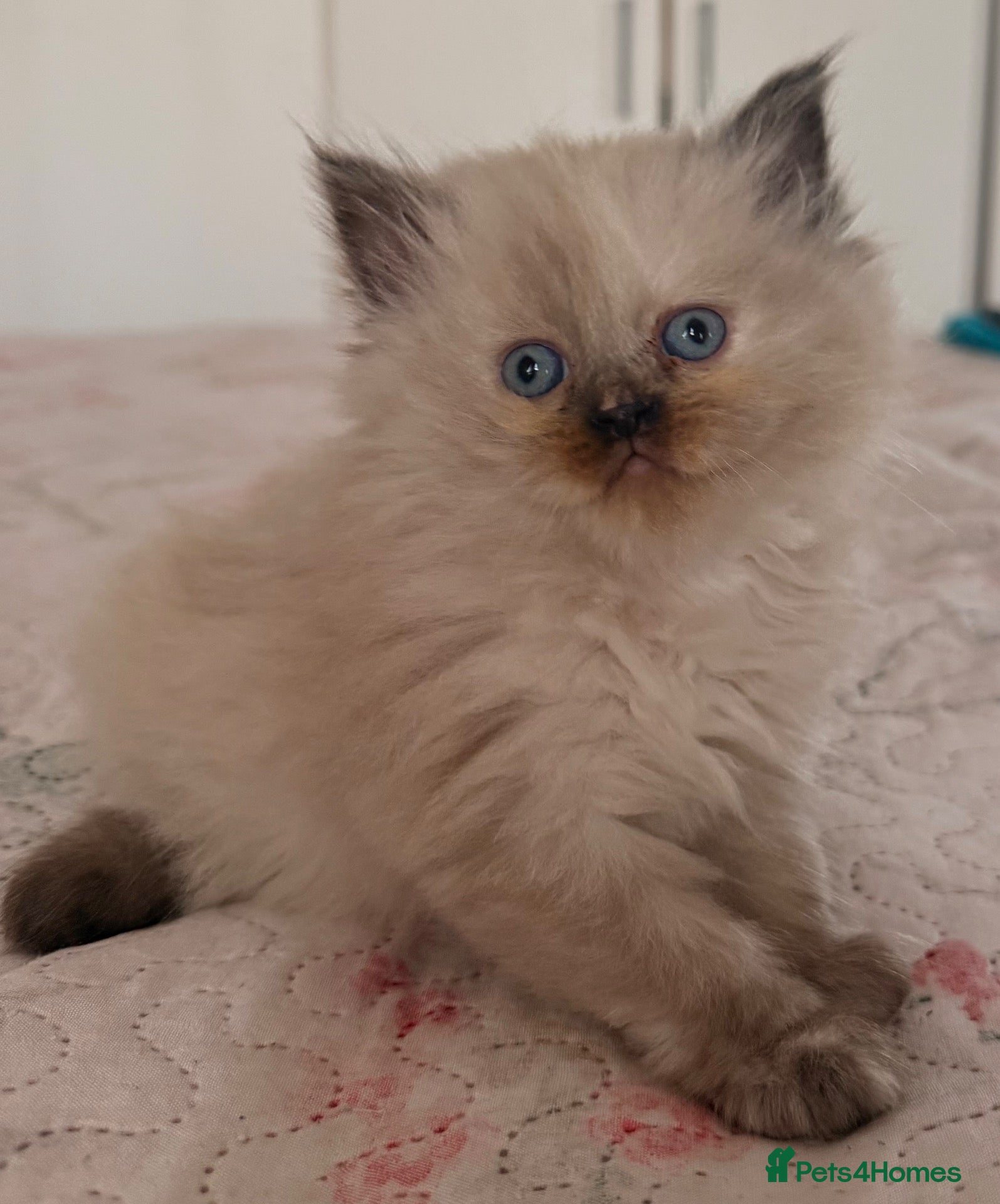 Mixed Breed cats 6 ragdoll x Persian kittens - Advert 1
