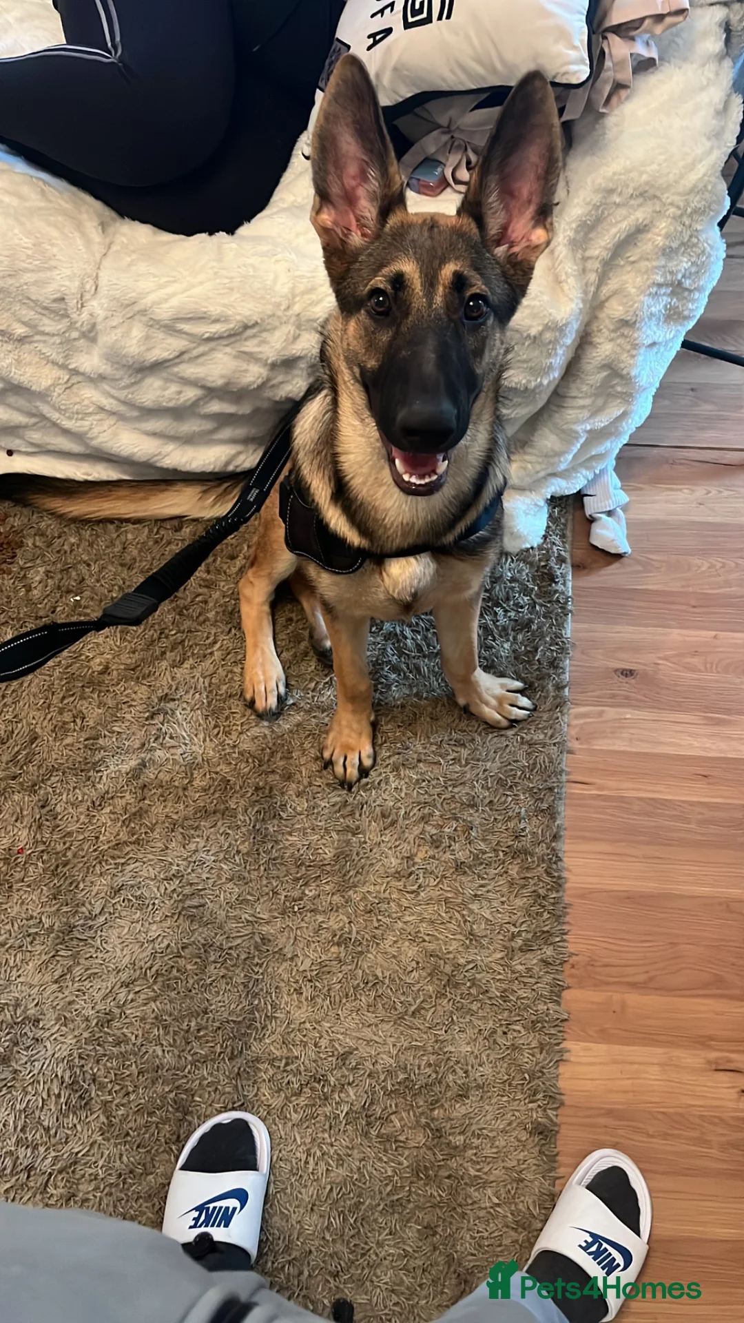 Mixed Breed dogs for sale: Bella - German shepherd x Belgian mallinoi in Borehamwood - Advert 2